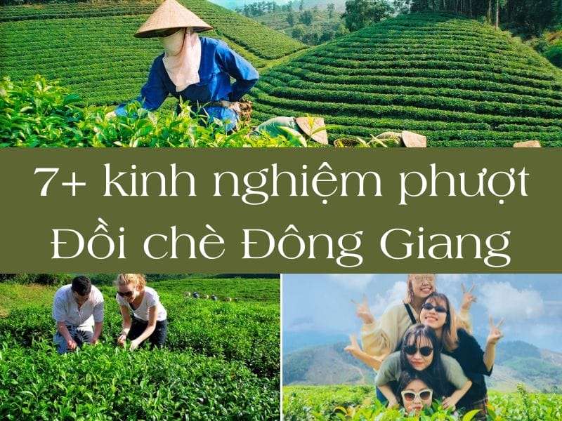 Đồi chè Đông Giang