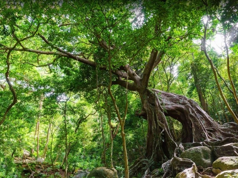 Nhất Lâm Thuỷ Trang Trà