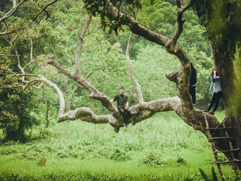 Nhất Lâm Thuỷ Trang Trà