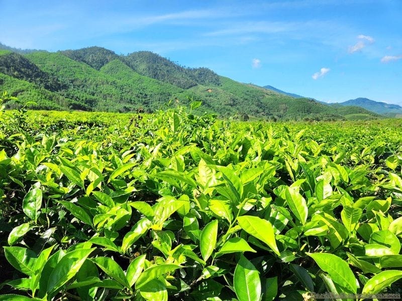 Đồi chè Đông Giang