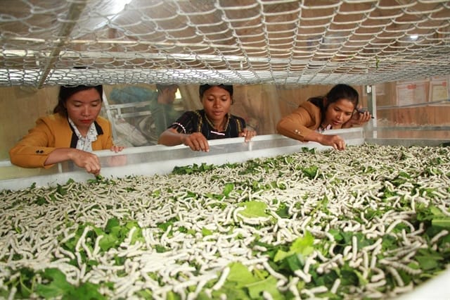Lụa tơ tằm Hội An – Hành trình khám phá nét đẹp truyền thống qua từng sợi tơ
