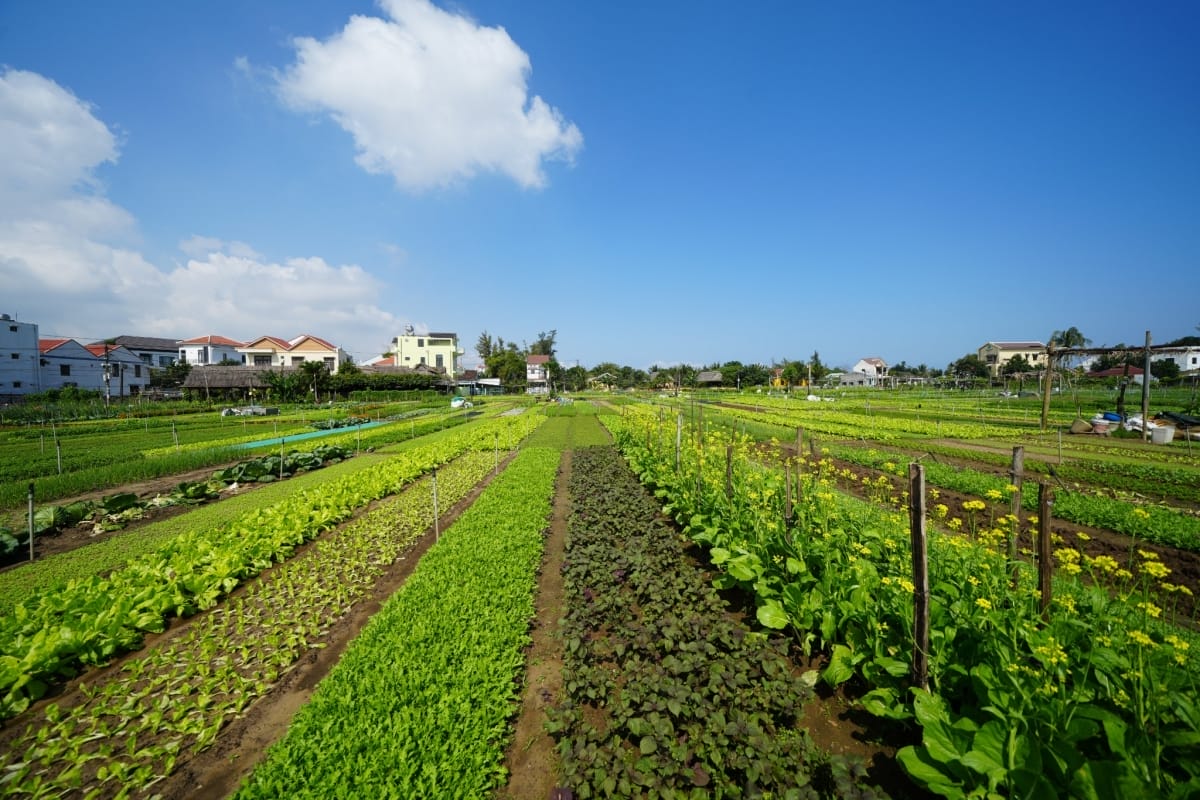 Tour Hội An giá rẻ